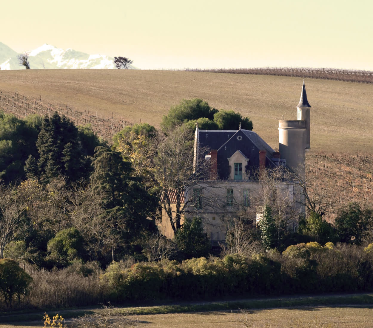 Le Château de la Monèze Haute et sa tourelle, entouré de pins, avec les vignes et les Pyrénées enneigées à l'horizon